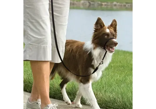 Petsafe Easy Walk headcollar zwart