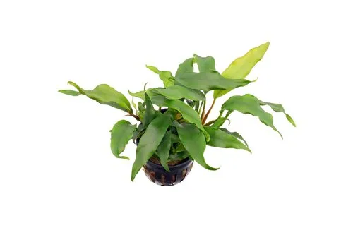 HS Aqua Anubias Barteri Glabra | Speerblad |  In 5 cm pot