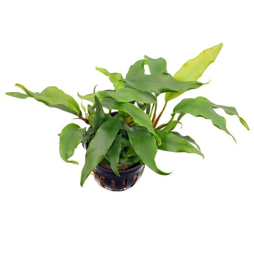 HS Aqua Anubias Barteri Glabra | Speerblad |  In 5 cm pot