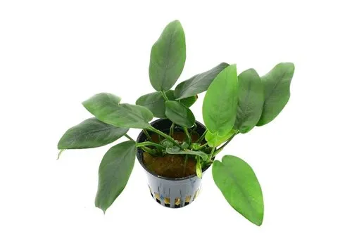 HS Aqua Anubias Barteri Nana Bolang | Speerblad |  in 5 cm pot