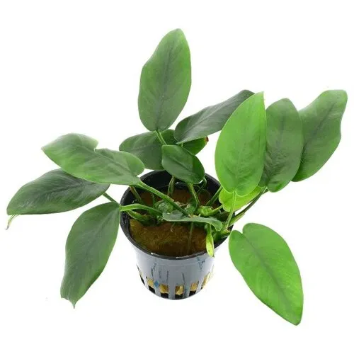 HS Aqua Anubias Barteri Nana Bolang | Speerblad |  in 5 cm pot