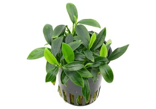 Moerings Anubias Nana Pangolino | in 5 cm pot