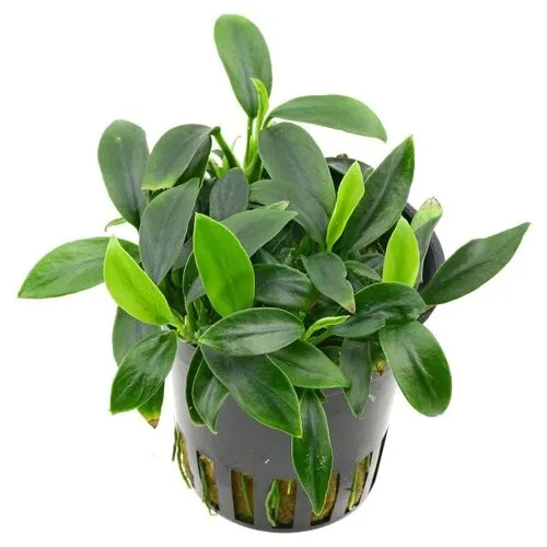 Moerings Anubias Nana Pangolino | in 5 cm pot