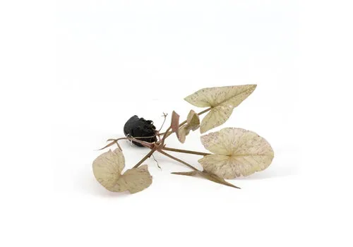 Aquaflora Nymphaea Lotus Groen | Groene Tijger Lotus | Losse Knol