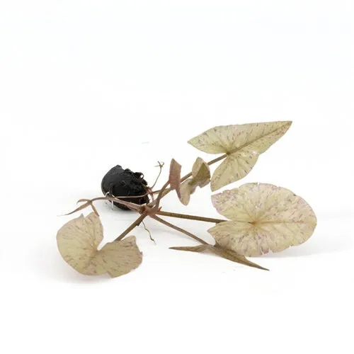 Aquaflora Nymphaea Lotus Groen | Groene Tijger Lotus | Losse Knol