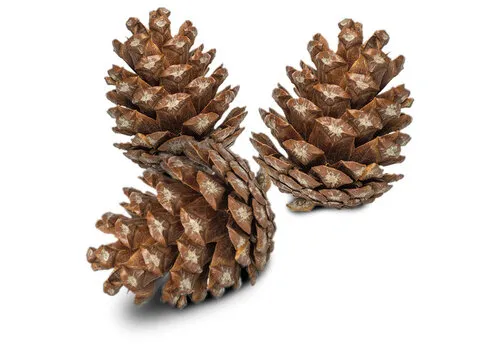 Back Zoo Nature Forest Pine Cones dennenappels 6 stuks