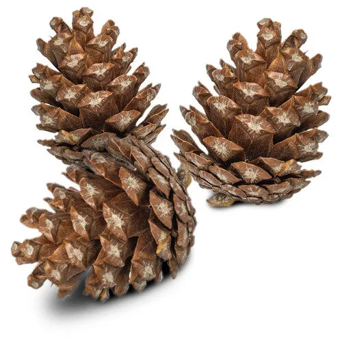 Back Zoo Nature Forest Pine Cones dennenappels 6 stuks
