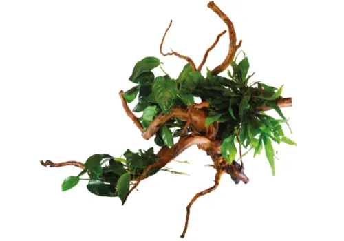 Aquafleur Spiderwood Met Planten