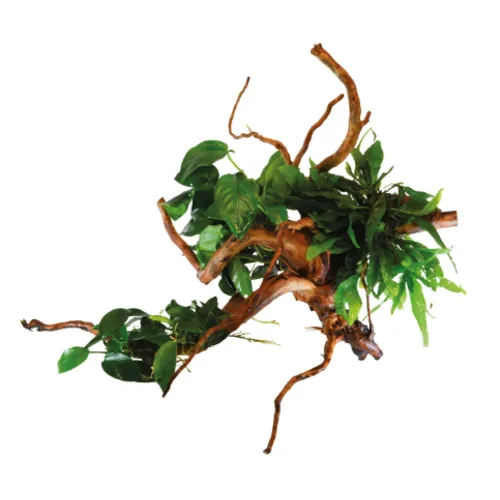 Aquafleur Spiderwood Met Planten