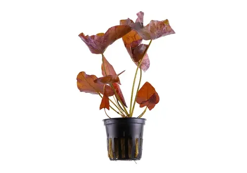 Aquaflora Nymphaea Lotus Pink Tiger | Roze Tijger Lotus | in 5 cm pot