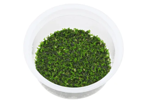 Moerings Riccardia mos |  Koraalmos | In vitro cup