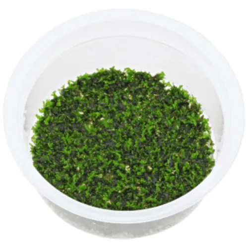 Moerings Riccardia mos |  Koraalmos | In vitro cup