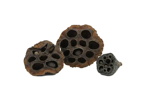 CeramicNature Lotus Pod XL natuurlijke decoratie