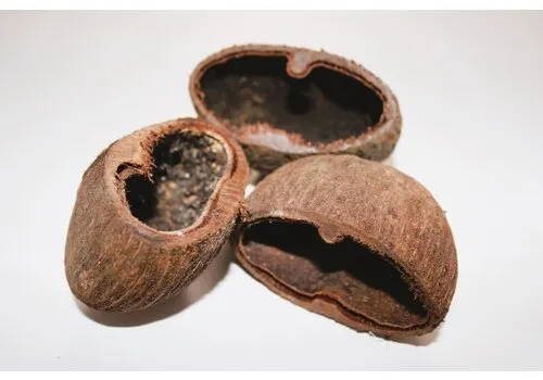 CeramicNature Palm Pods harde noot decoratie