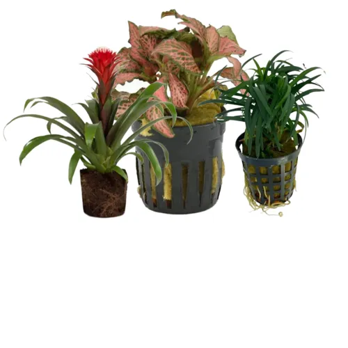 Lage planten  tot 25 CM hoog