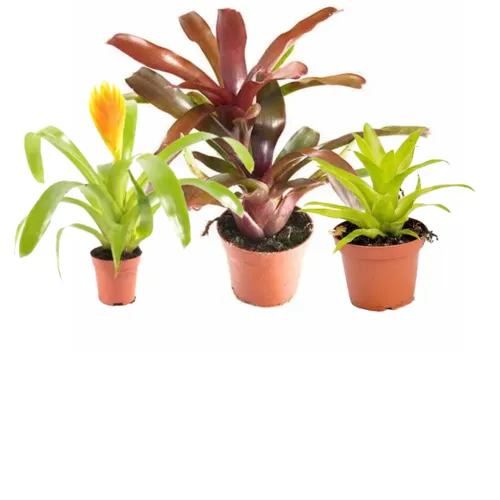 Middelhoge planten tot 35 CM hoog