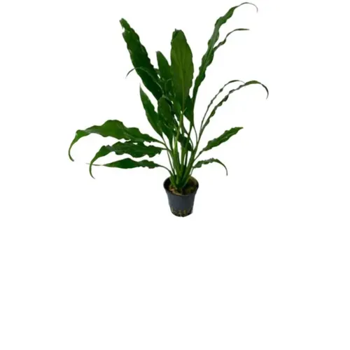 Extra hoge terrarium planten vanaf 50 CM hoog