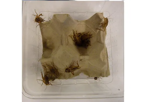 QB Insects Levende Huiskrekels