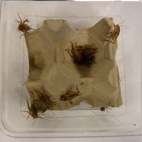 QB Insects Levende Huiskrekels