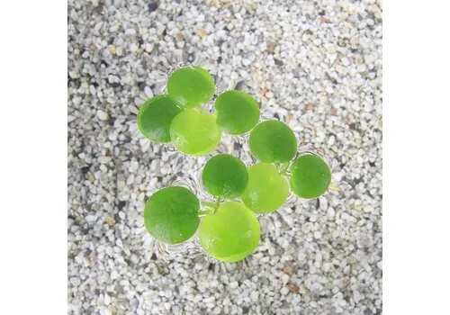 Moerings Limnobium Spongia | Amerikaanse kikkerbeet | Los