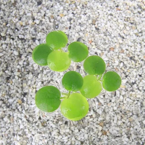 Moerings Limnobium Spongia | Amerikaanse kikkerbeet | Los