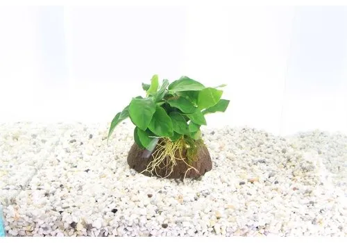 Moerings Halve Cocosnoot Met Anubias