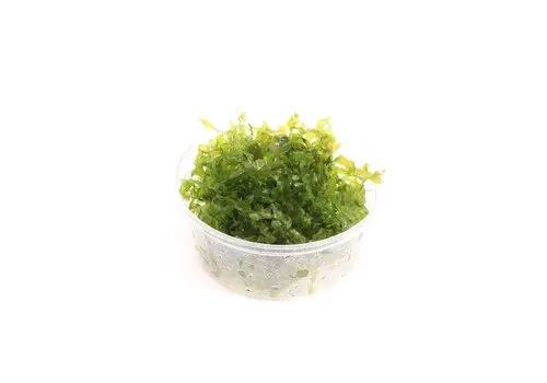 Moerings Lomariopsis Lineata | In vitro Cup