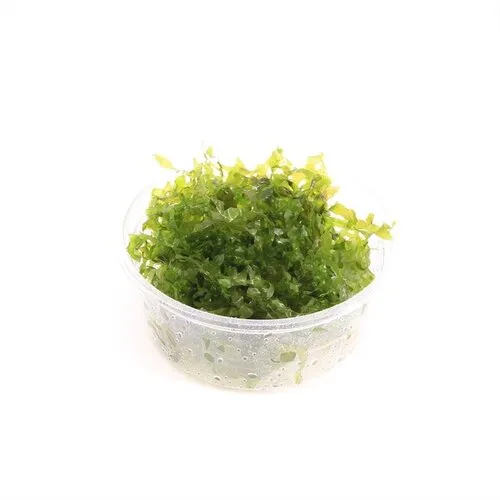 Moerings Lomariopsis Lineata | In vitro Cup