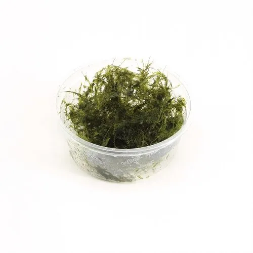 Moerings Fissidens Fontanus | Phoenix mos | in vitro cup