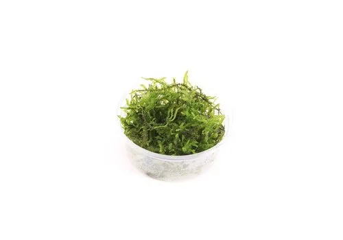 Moerings Weeping mos | Treurmos | in vitro cup