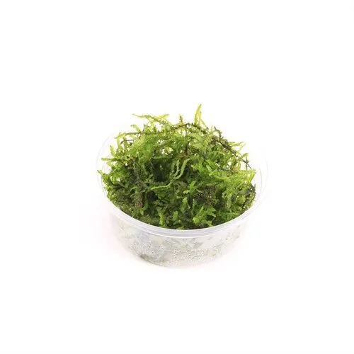 Moerings Weeping mos | Treurmos | in vitro cup