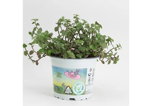 Moerings Callisia repens | Schildpadplant | in 14 cm pot