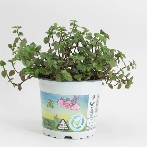Moerings Callisia repens | Schildpadplant | in 14 cm pot