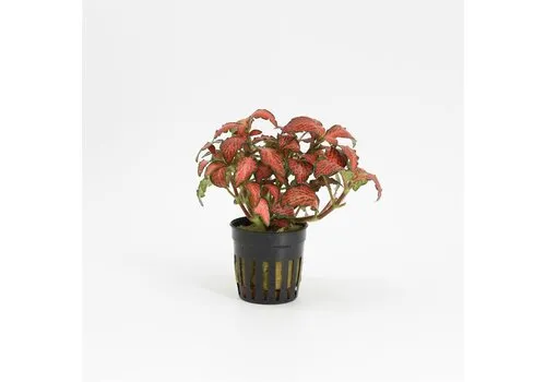 Moerings Fittonia Forest Flame | Mozaïekplant | in 5 cm pot