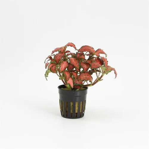 Moerings Fittonia Forest Flame | Mozaïekplant | in 5 cm pot