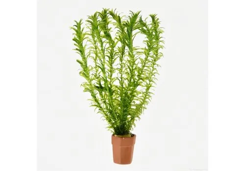 Moerings Elodea Densa | Waterpest |Terracotta potje in Beker