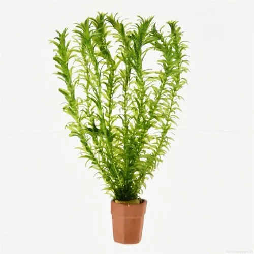 Moerings Elodea Densa | Waterpest |Terracotta potje in Beker