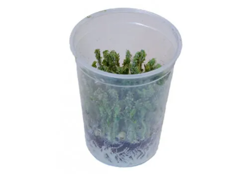 QB Insects Erwtenluis 1L beker