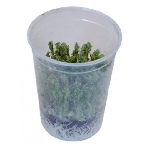 QB Insects Erwtenluis 1L beker