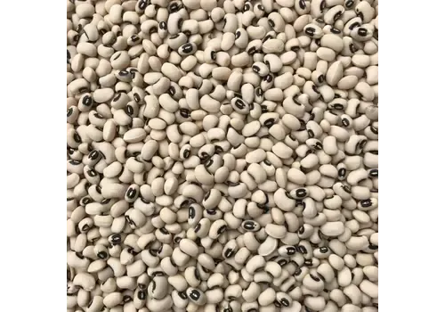 QB Insects Bonenkevers