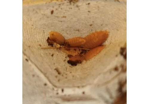 QB Insects Porcellio laevis orange – ca. 11 stuks