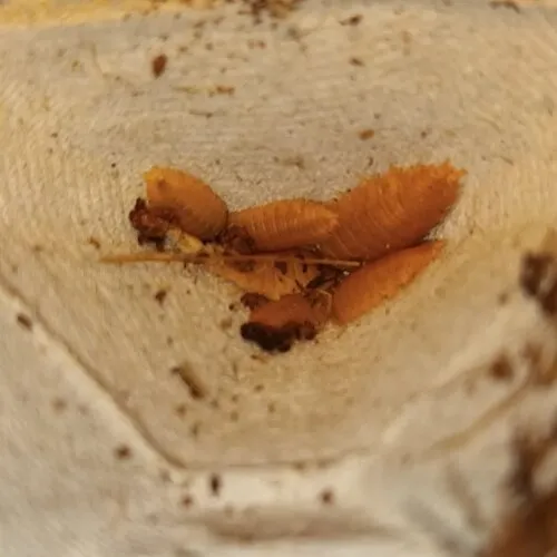 QB Insects Porcellio Laevis "Orange" +/- 11 stuks