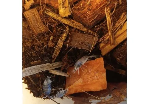 QB Insects Porcellionides Pruinosus "Oreo Crumble" Ca. 20 stuks