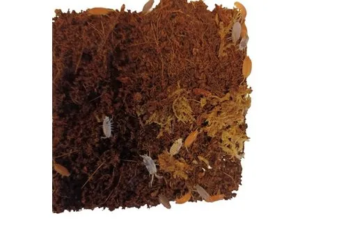 QB Insects Porcellionides Pruinosus "mix" Ca. 20 stuks