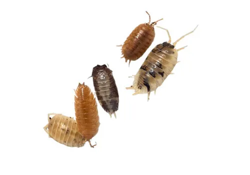 QB Insects Porcellio Laevis “mix” Ca. 12 stuks