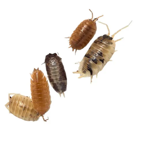 QB Insects Porcellio Laevis “mix” Ca. 12 stuks