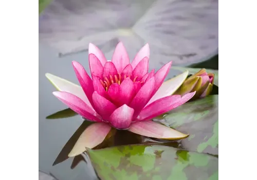 Aquaflora Nymphaea 'Pygmaea Rubra' | Dwergwaterlelie | Losse plant