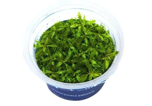 Aquaflora Proserpinaca Palustris - In Vitro Cup