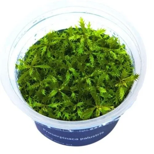 Aquaflora Proserpinaca Palustris - In Vitro Cup