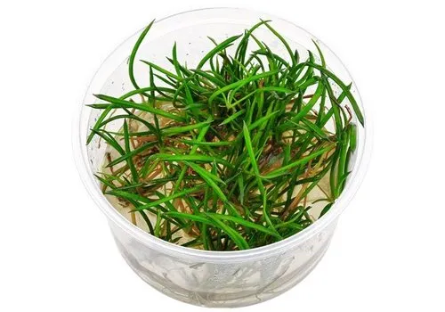 Aquaflora Lithorella Uniflora PE - In 5 CM Pot